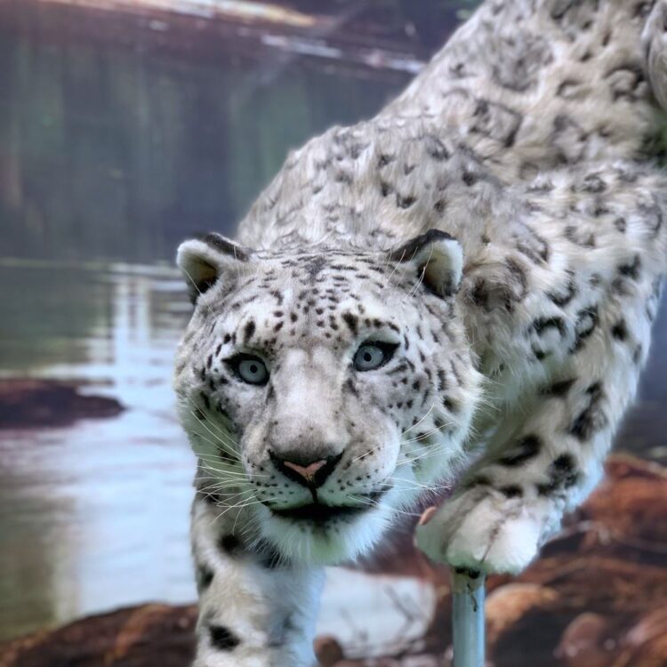 Animatronic snow leopard