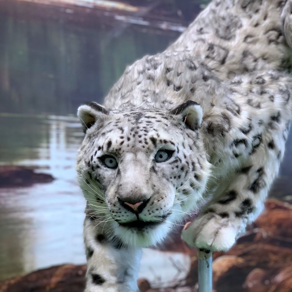 Animatronic snow leopard