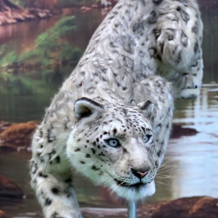 Animatronic snow leopard
