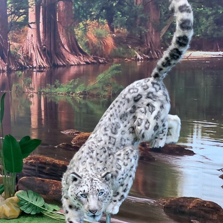 Animatronic snow leopard