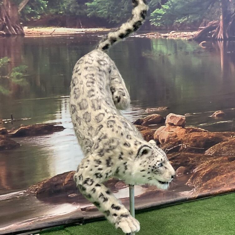 Animatronic snow leopard