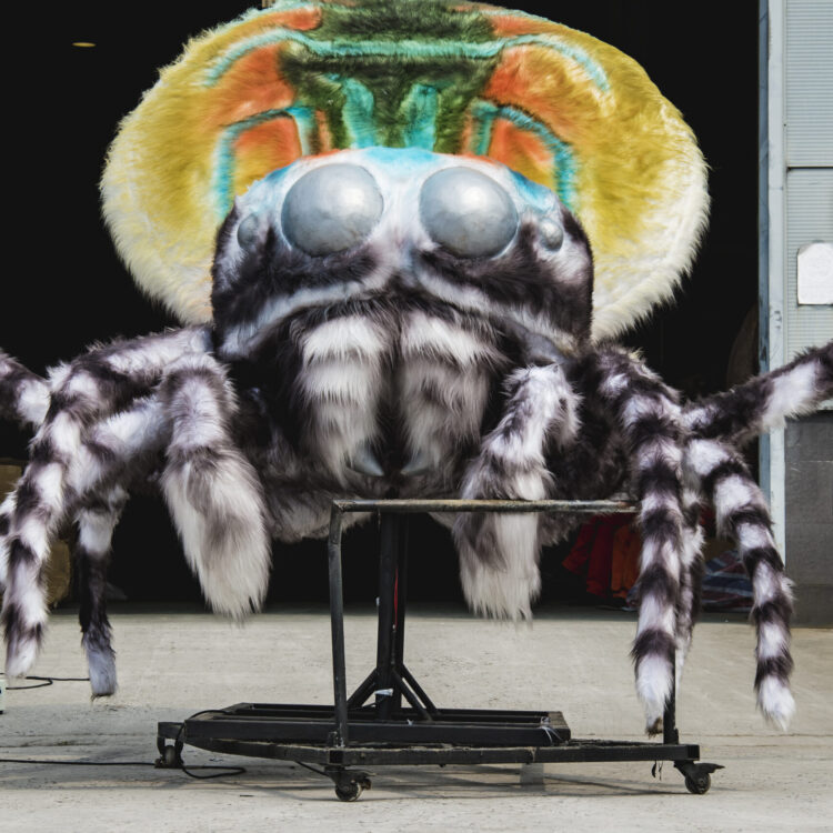 Peacock Spider