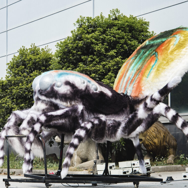 Peacock Spider